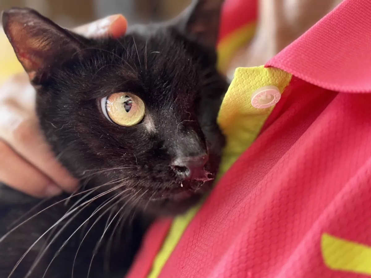 三重里長有愛幫浪貓   成立認養小棧提高認養率