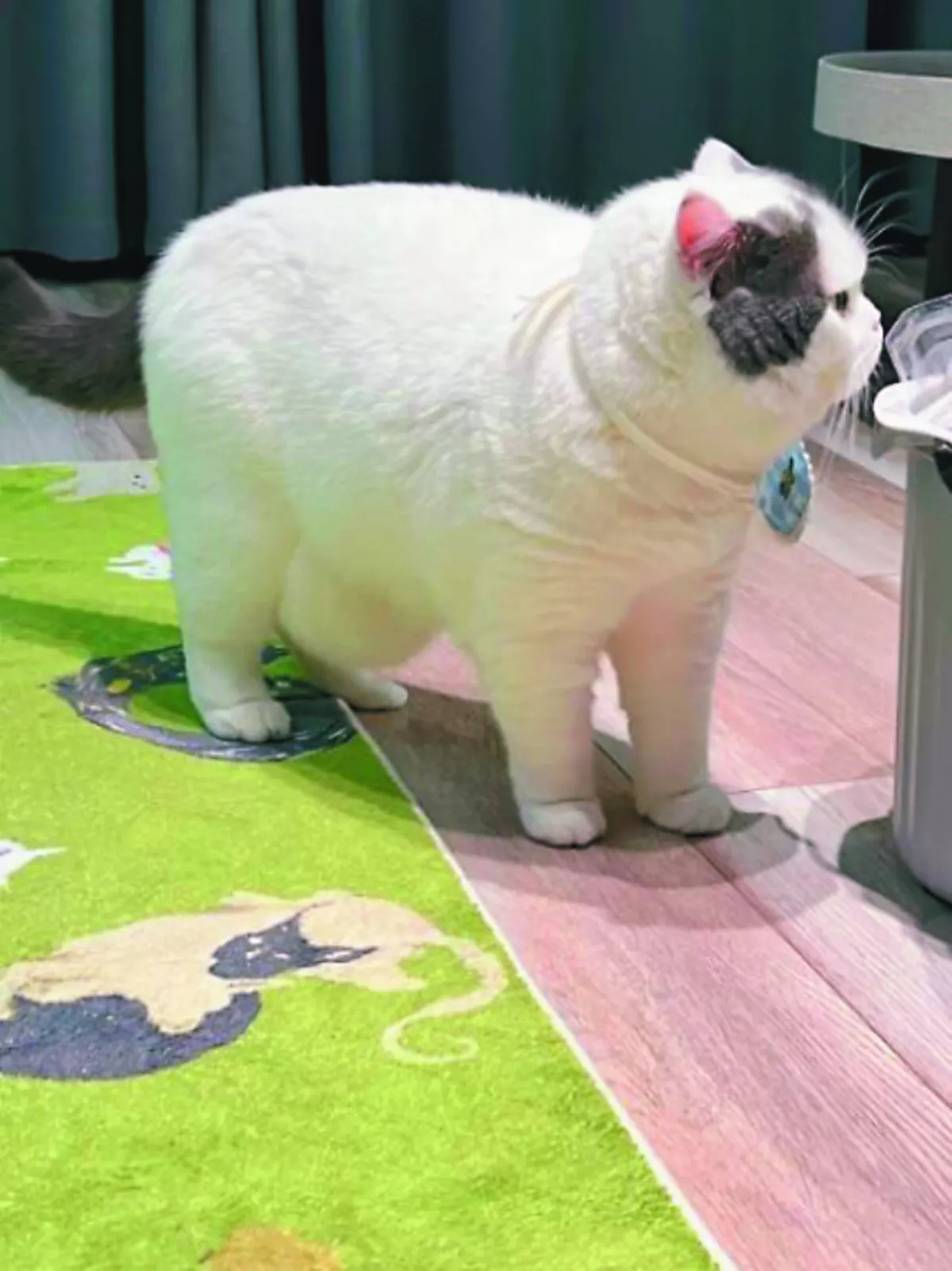 英國短毛貓  方形身材像卡車