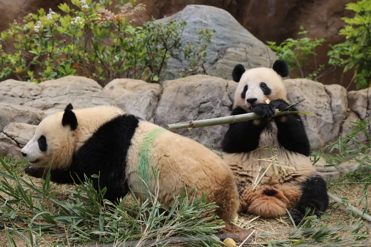 日上野動物園明星熊貓剩2隻 9月底力力真真回大陸