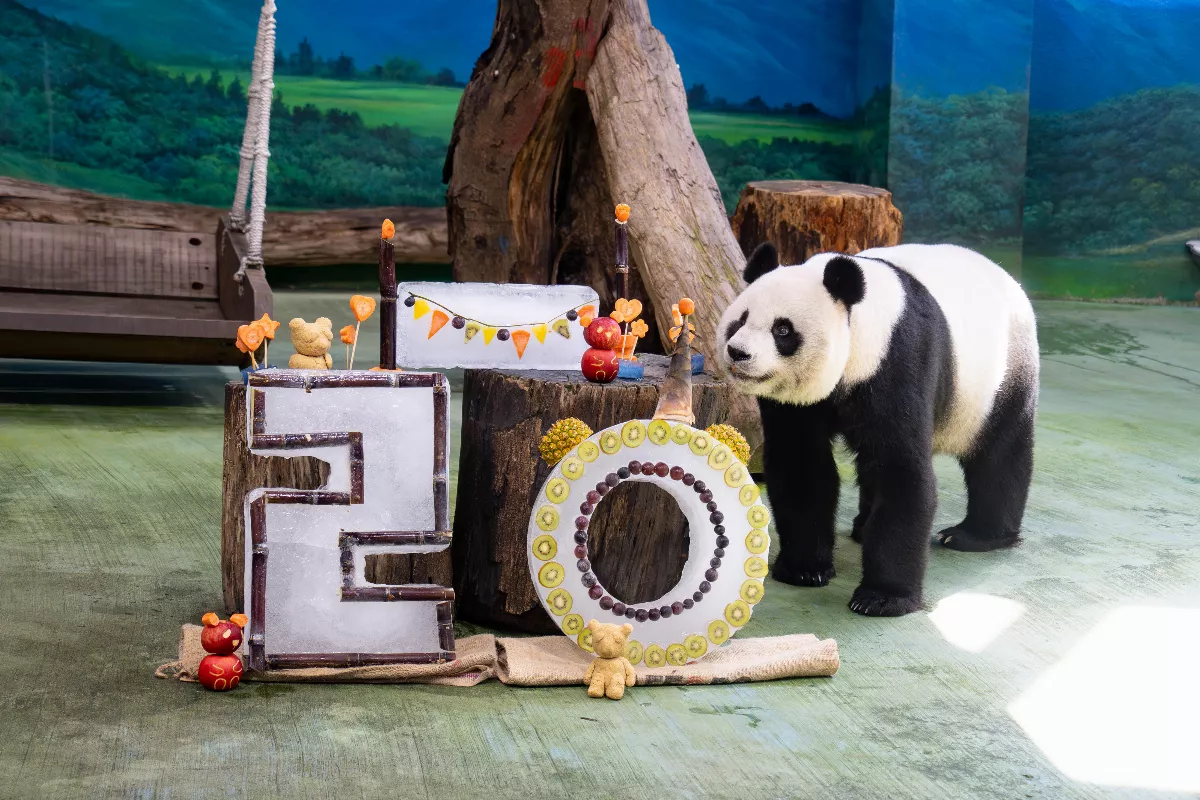 「圓圓」喜迎20歲生日 優雅享用水果蛋糕