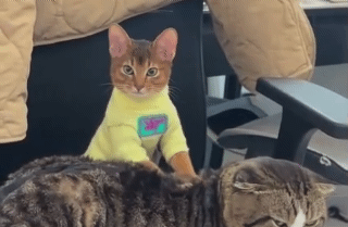 小貓幫大貓「鬆一下」  場景像專業按摩師