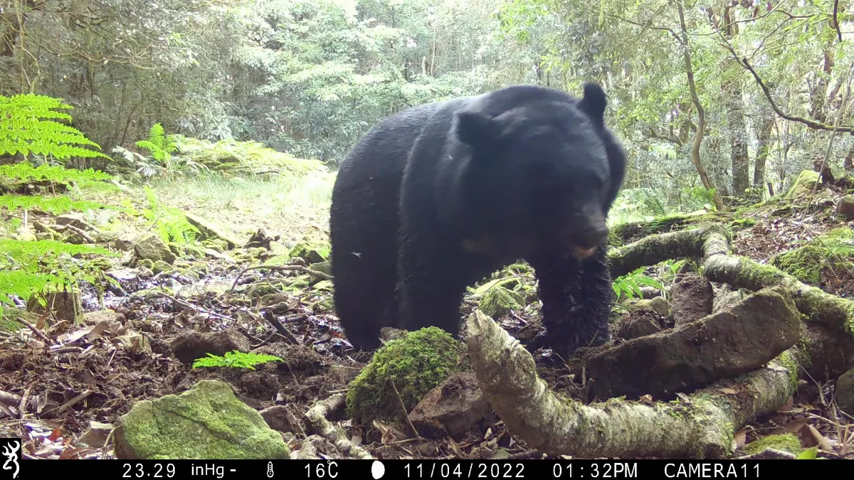 台灣黑熊保育有成  玉管處打造全園黑熊監測機制