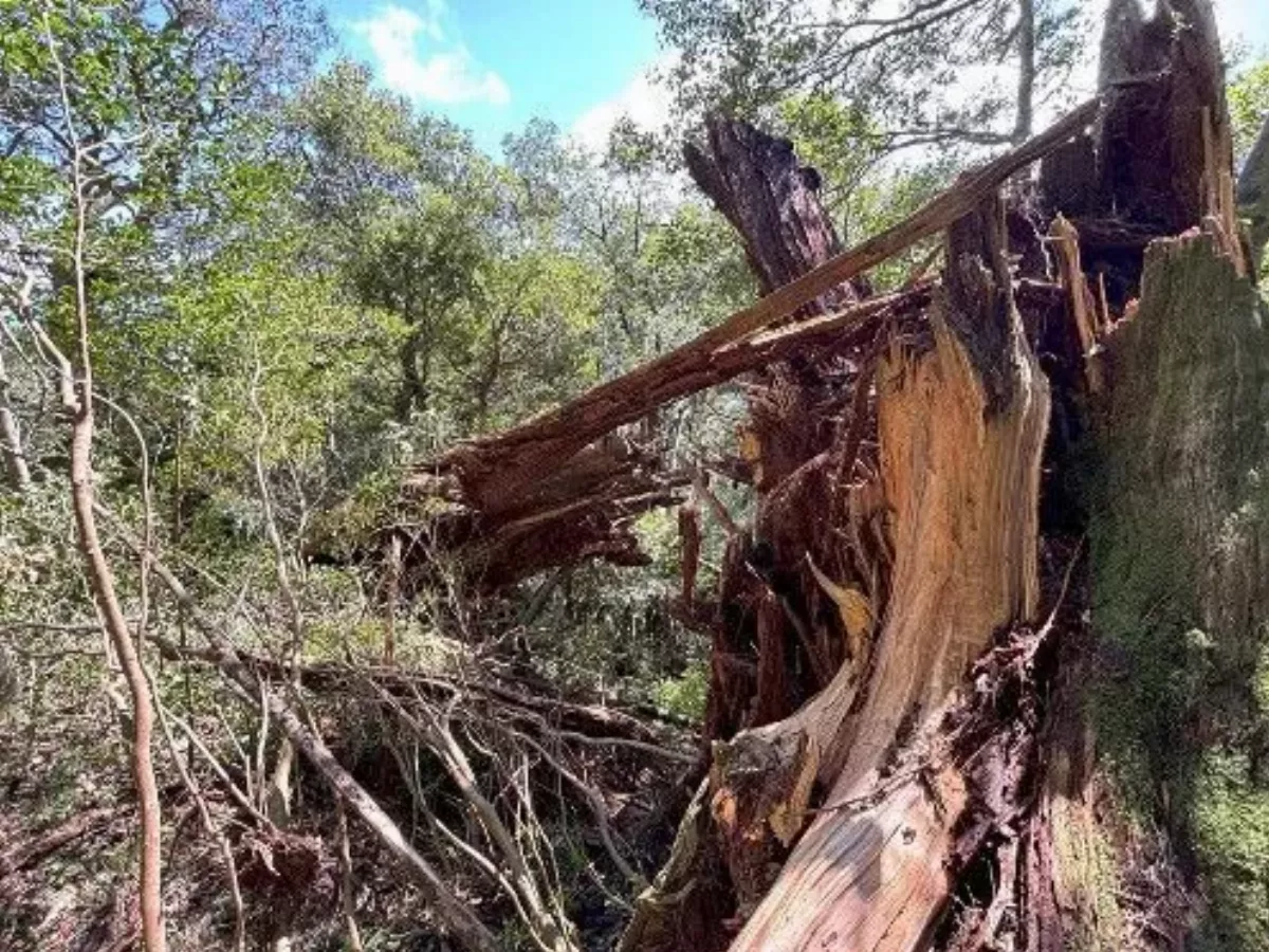 疑颱風珊珊釀災 日本屋久島神木彌生杉倒塌