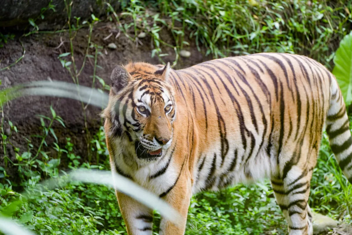 北市動物園3老友離世 向美洲野牛、孟加拉虎道「珍重再見」