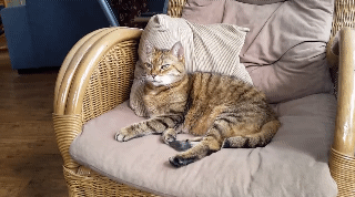 貓咪也會失智   出現這些行為得更珍惜時光