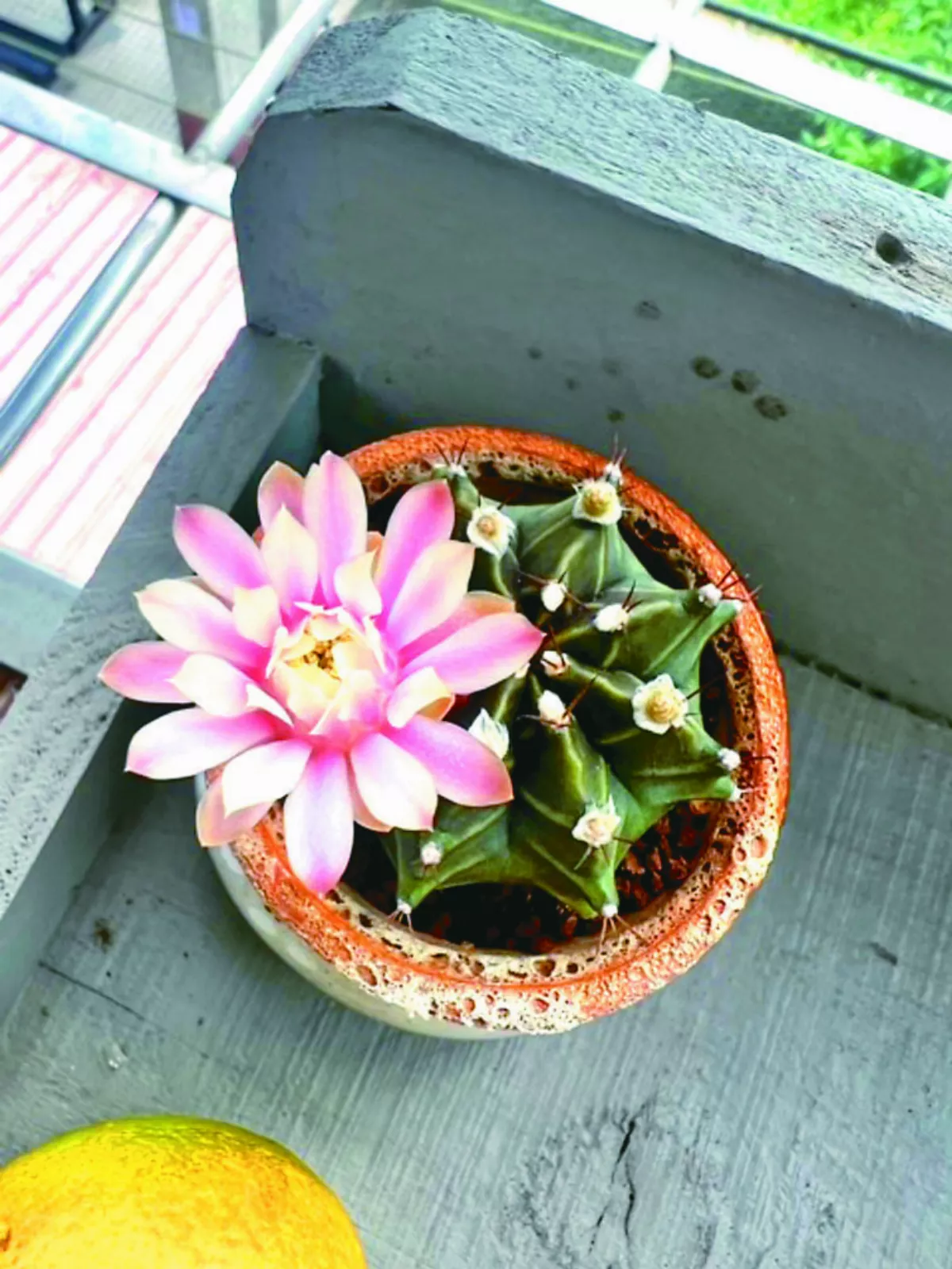 【意外收穫】仙人掌開花