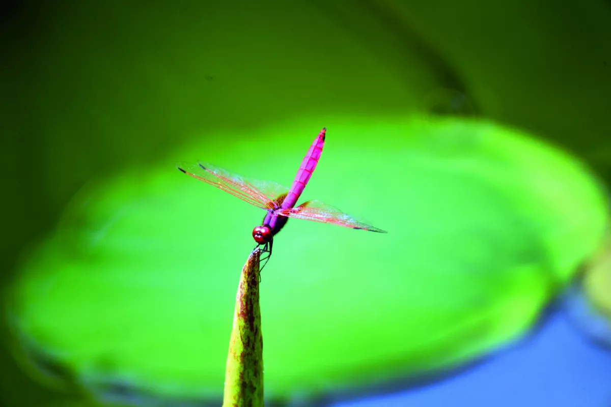【遇見荷】旅行者