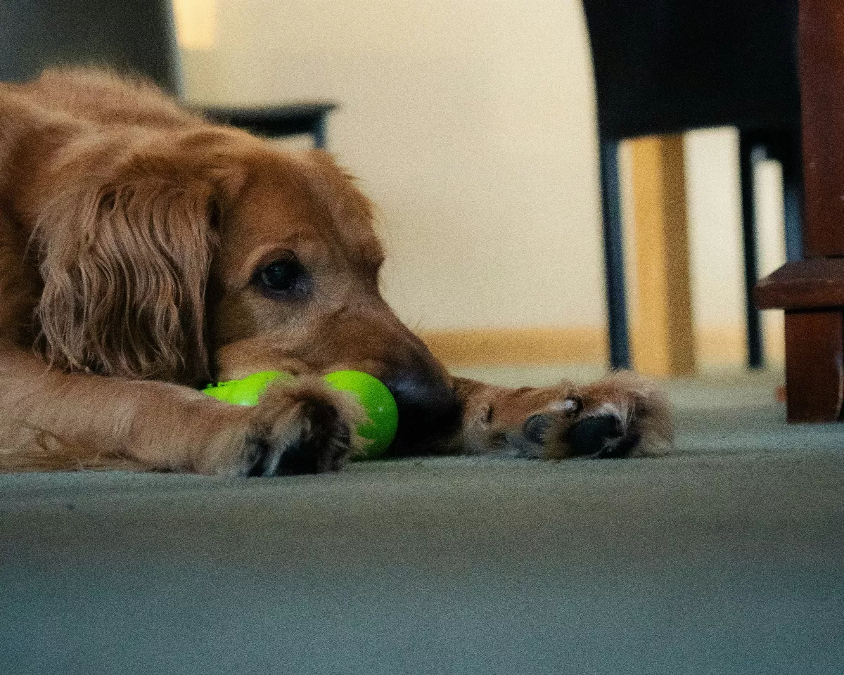 買狗玩具當心   這款式可能喪命