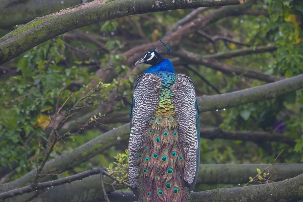 「孔」成生態危機  金門孔雀數量急速暴增