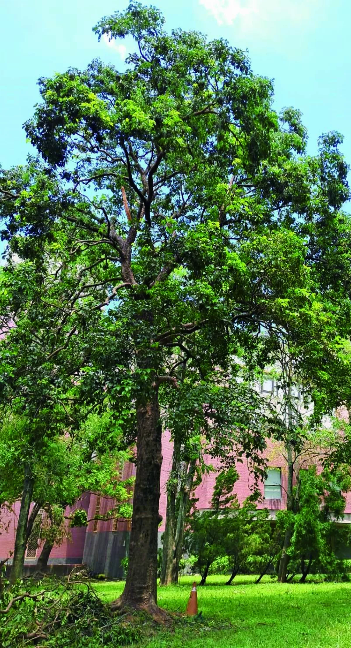【人間小品】 委屈的茄苳