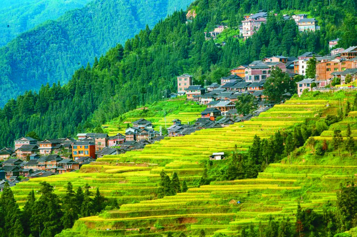 秋日苗寨梯田 