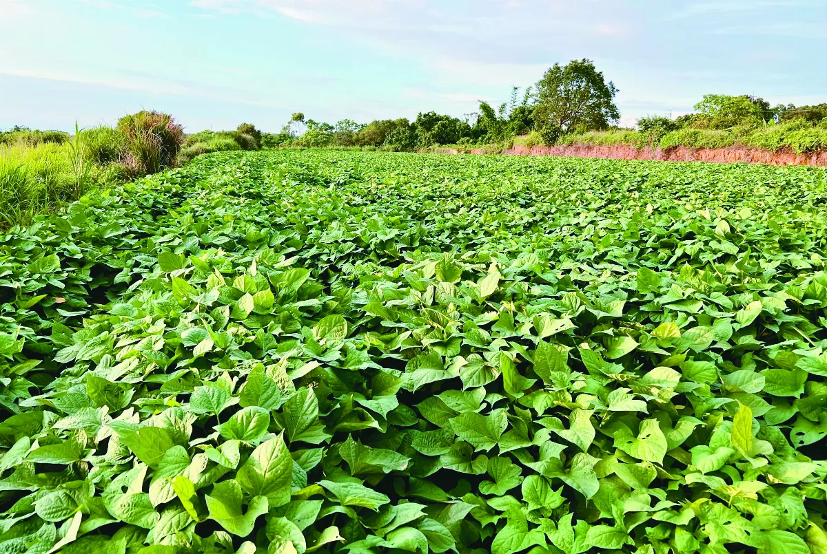 【逸饗蔬食】颱風聖食料理 番薯葉梗