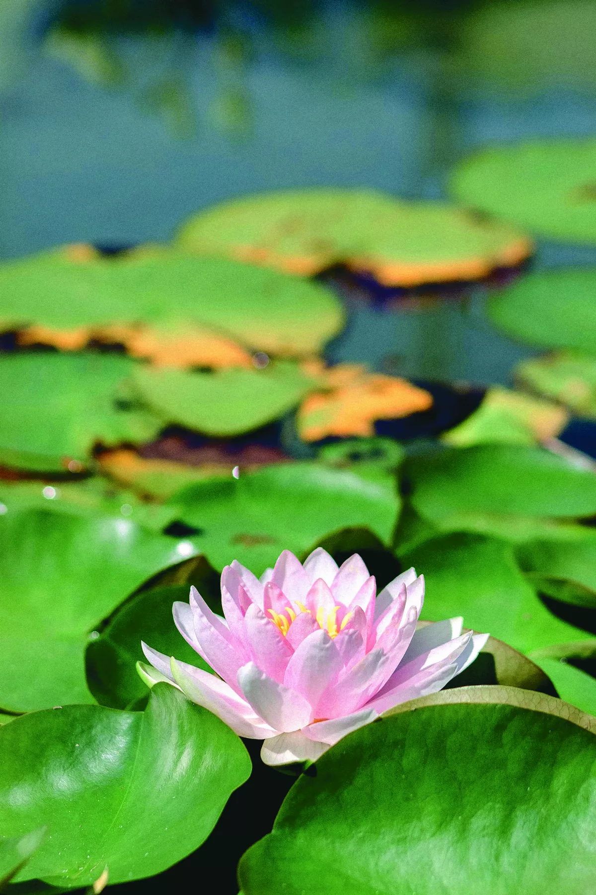 【人間行者心】那些披星戴月的「水陸菩薩」