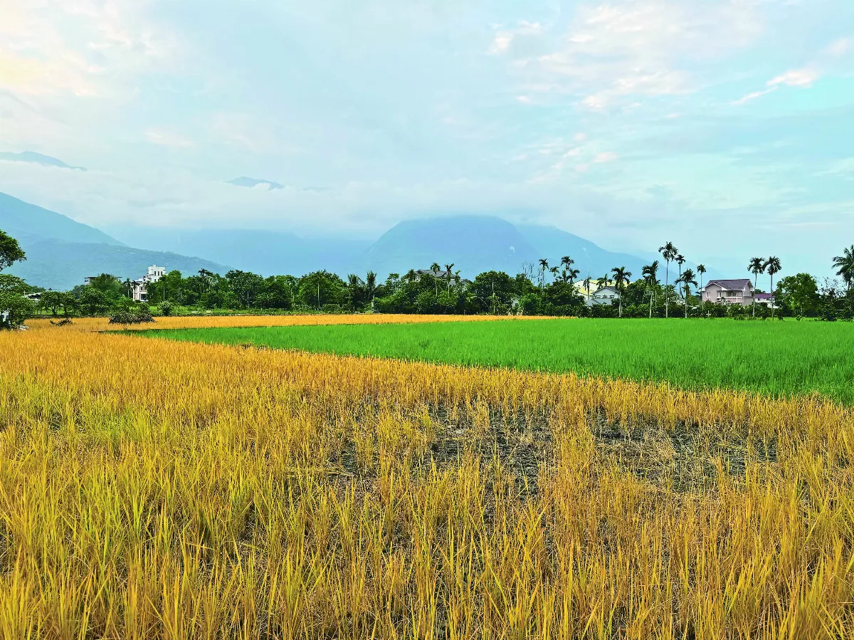 【生命畫語】 榮的好 枯的好