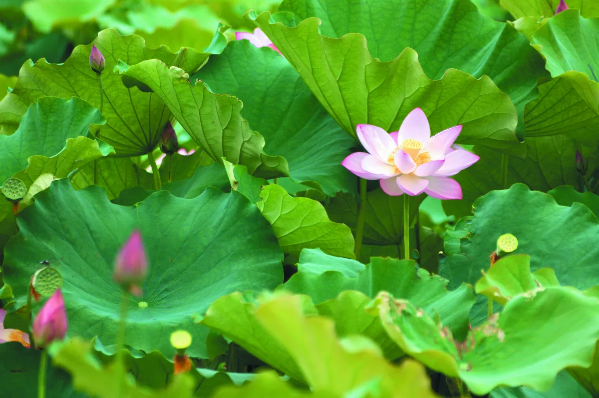 講演集─佛教與生活 身心安住的家園 4-4