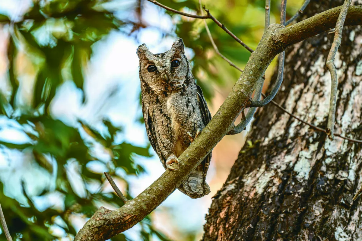 生態監測 領角鴞現身