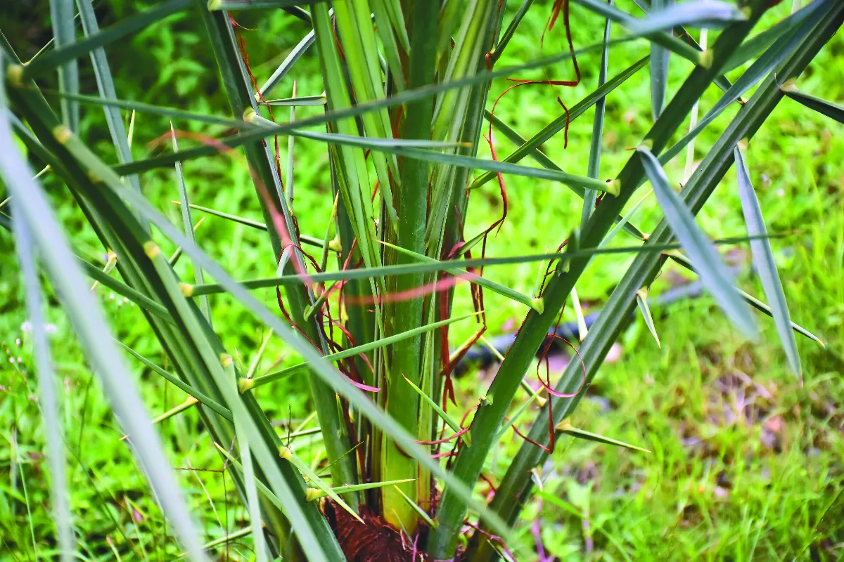 【佛館佛教植物園區探索17】 椰棗