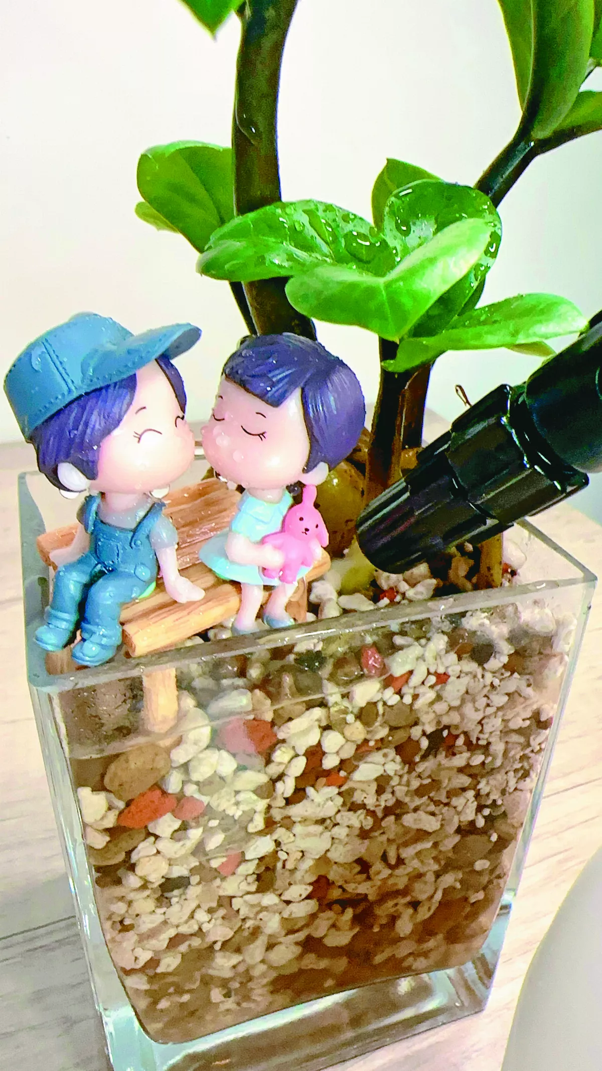 【愛植栽】 室內森呼吸 ──金錢樹