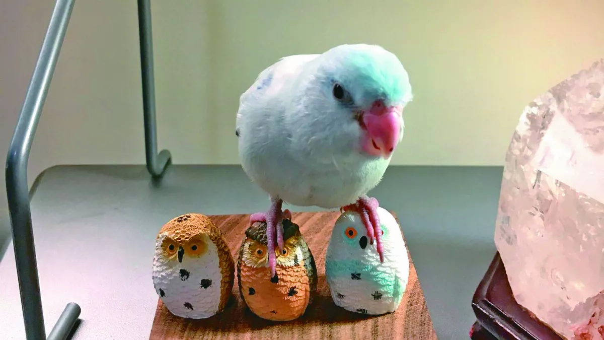 快樂鳥日子 養寵物鳥 應做好基本動作