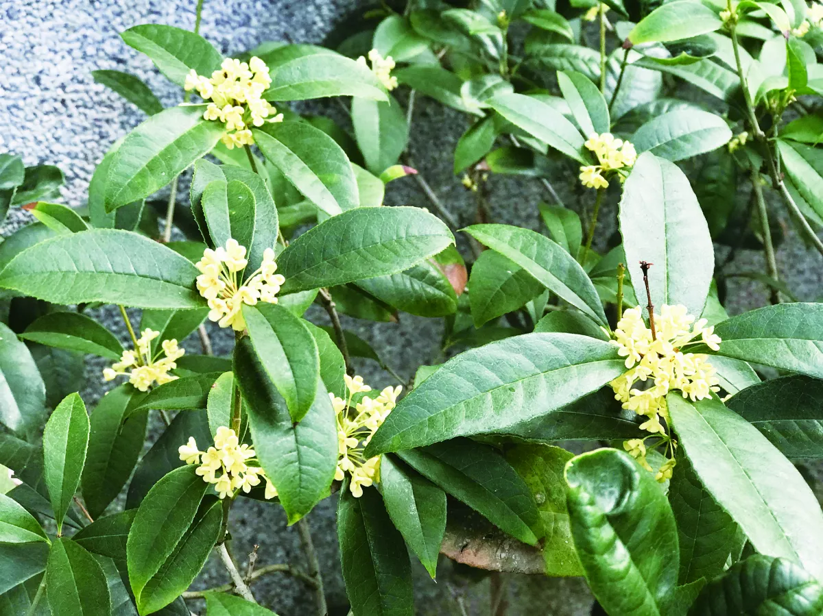 終日向人多蘊藉 木樨花（上）