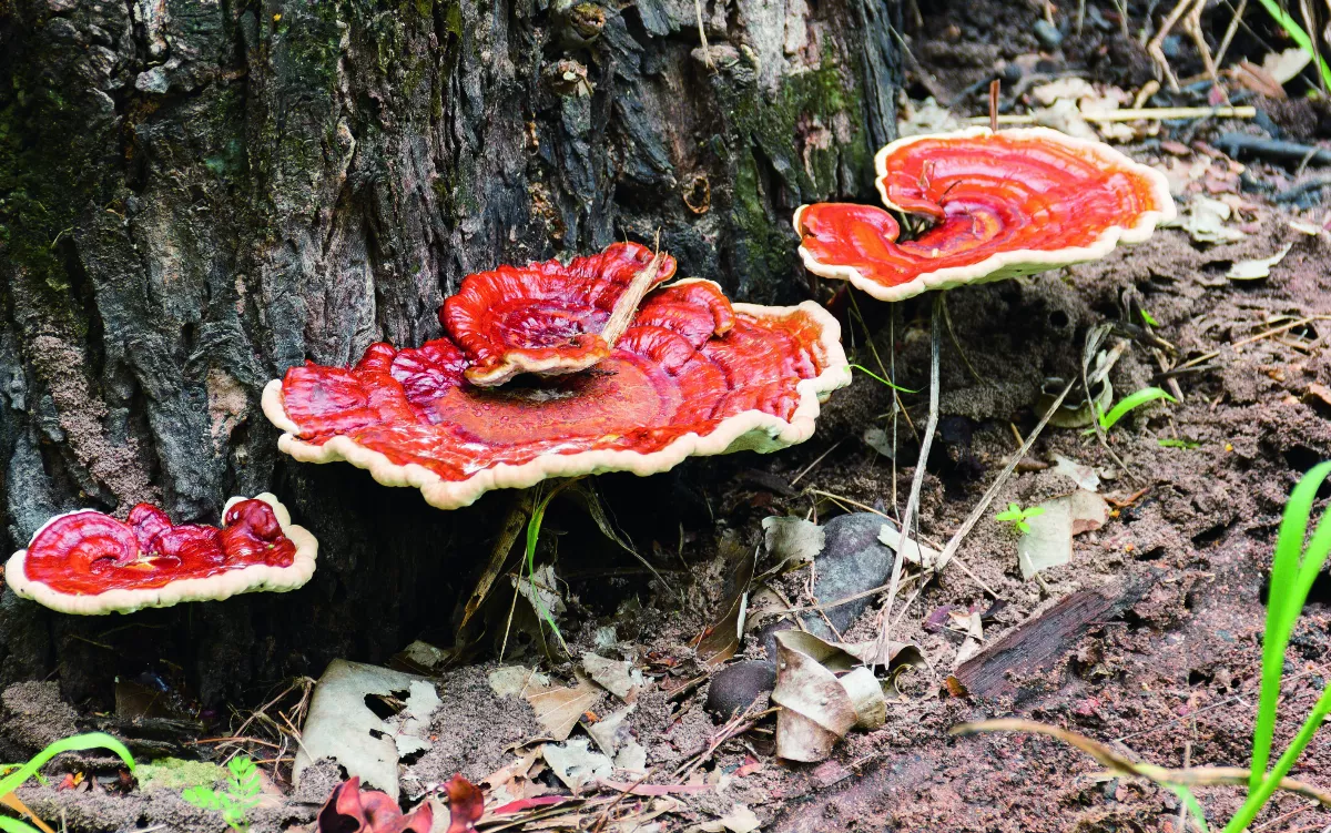 靈芝是什麼？