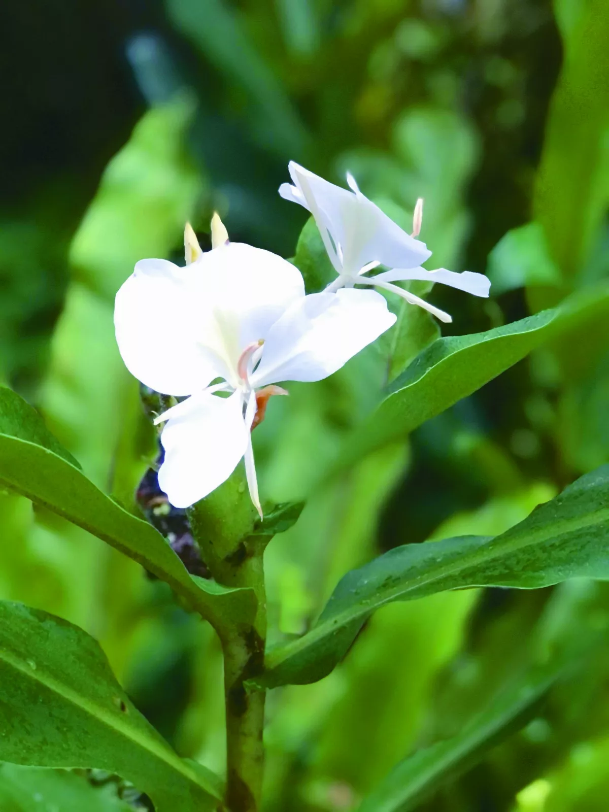 【臆想截圖】野薑花站牌