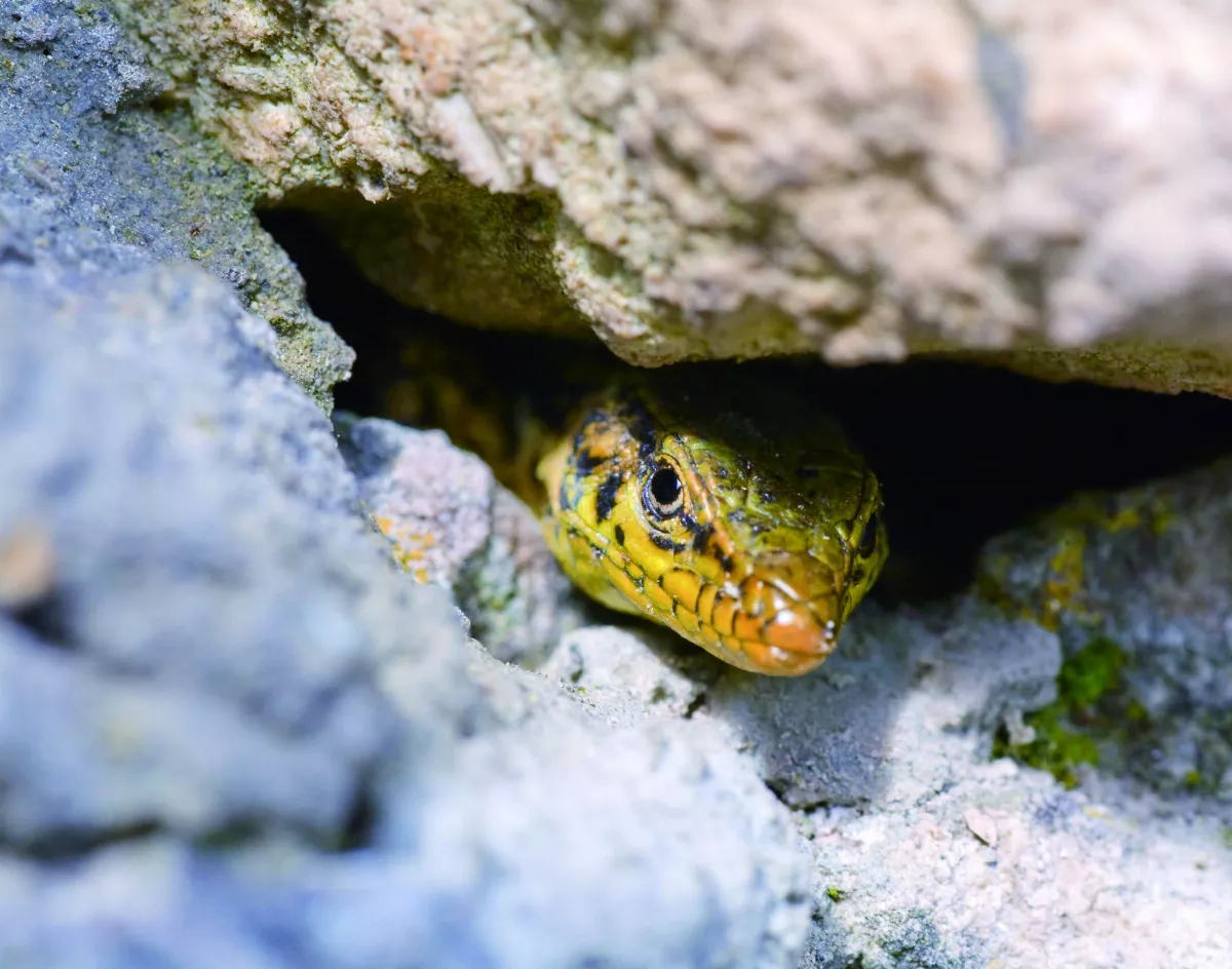 動物穴居  也是世界一環