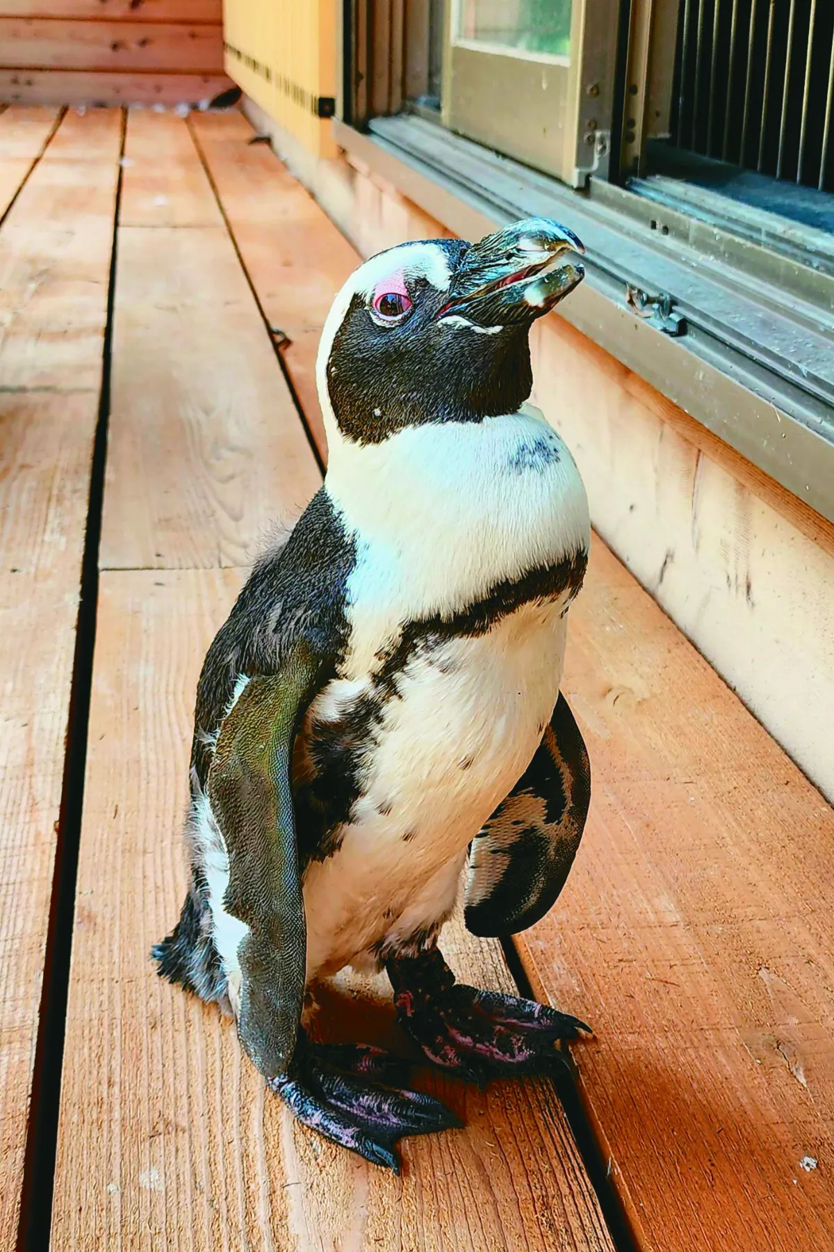 動物園企鵝逃脫2周 奇蹟尋獲存活