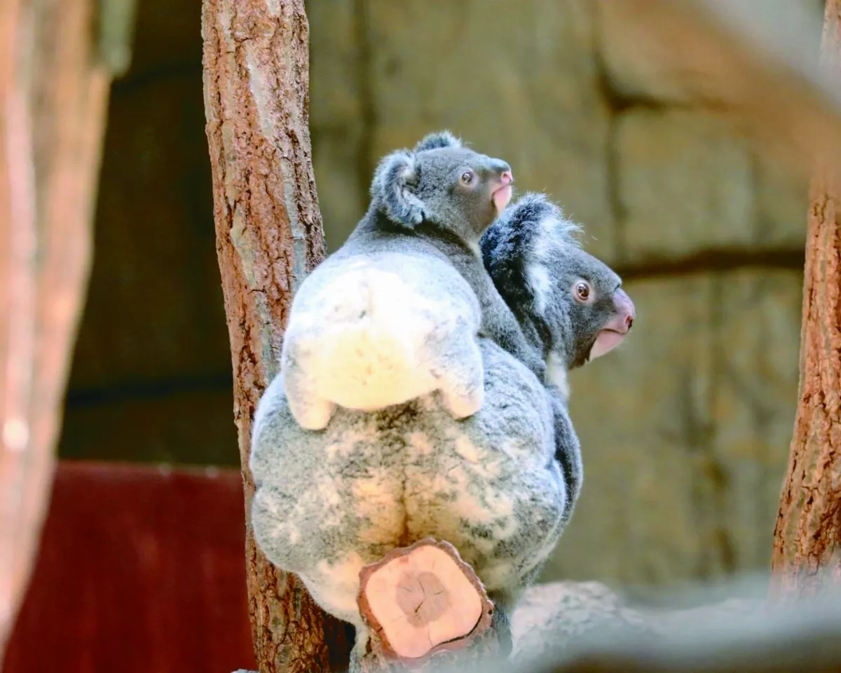 無尾熊寶寶 毛茸茸小屁屁爆紅