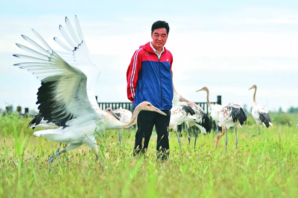 當鶴爸爸32年 繁育356隻丹頂鶴