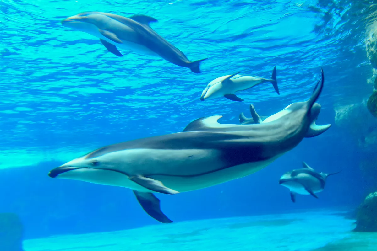 亞馬遜嚴重乾旱湖泊水位降 淡水海豚瀕臨死亡