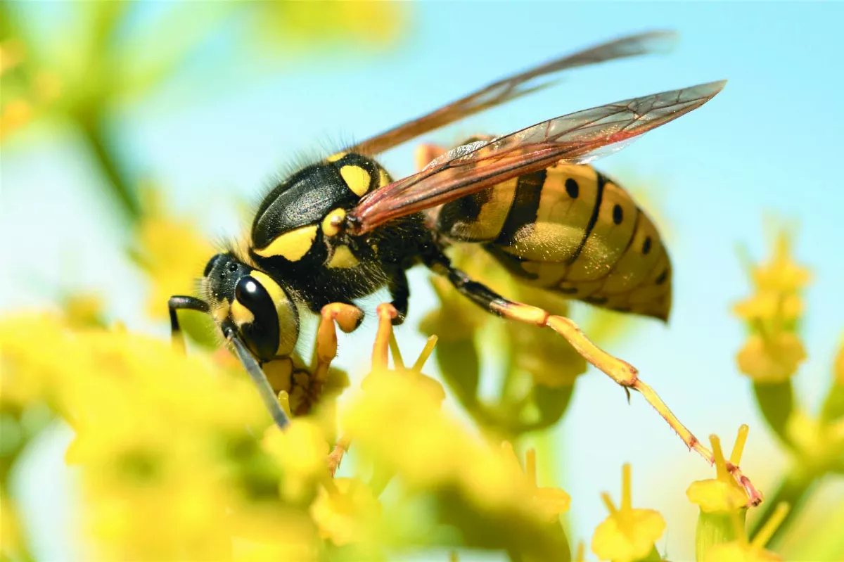 虎頭蜂3年逾8千件通報 新北設熱點地圖、無人機隊防範