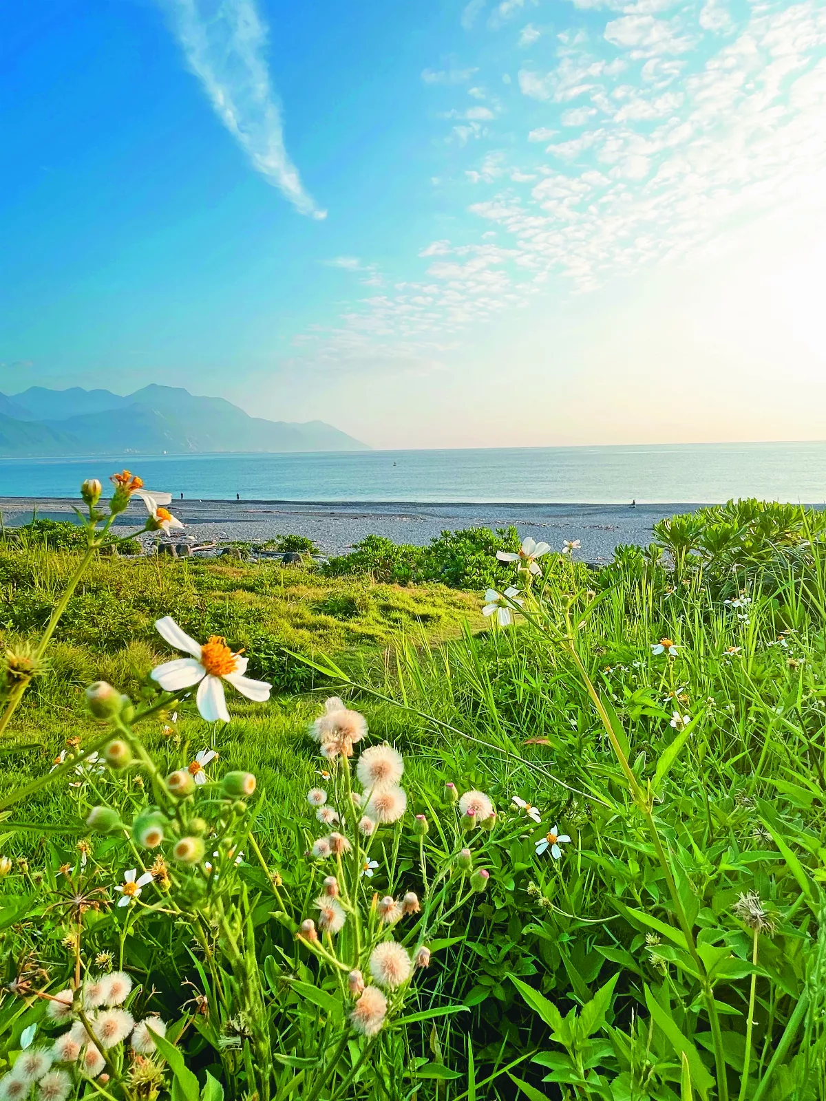 【太平洋畔】 遇見香絲草