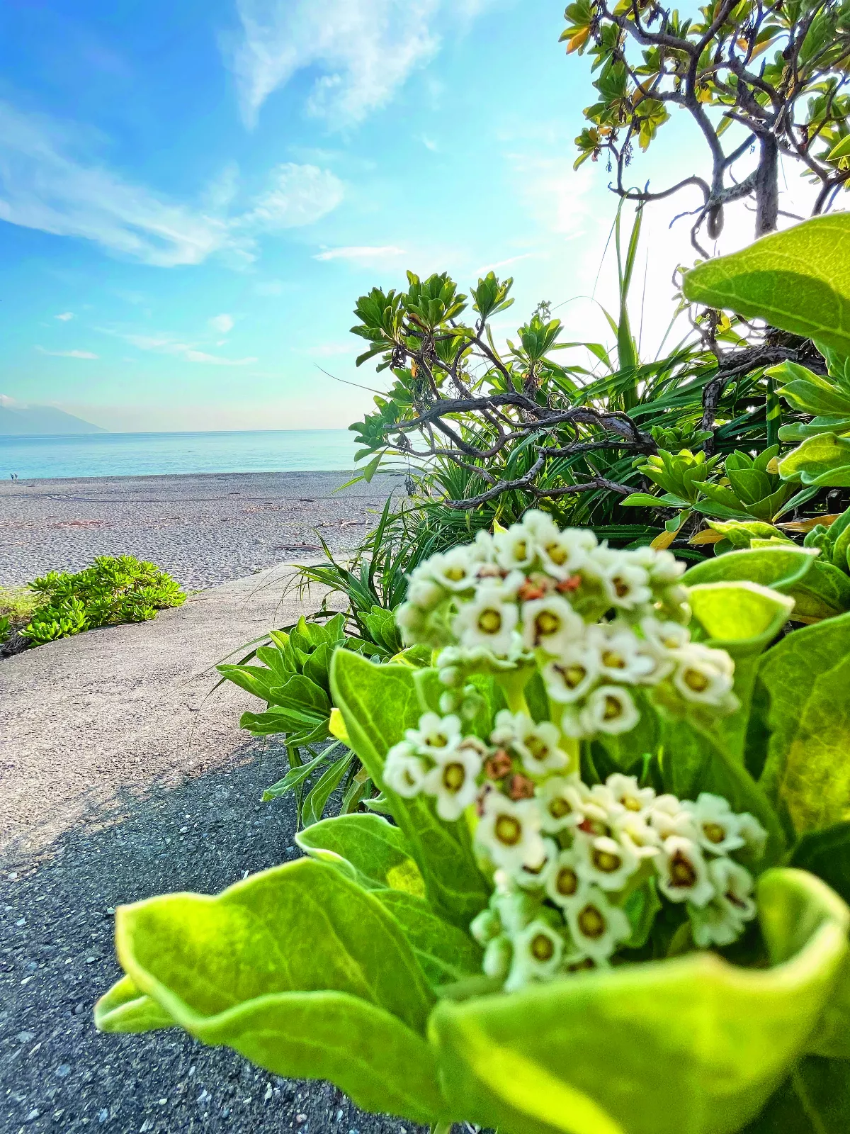 【太平洋畔】 遇見香絲草