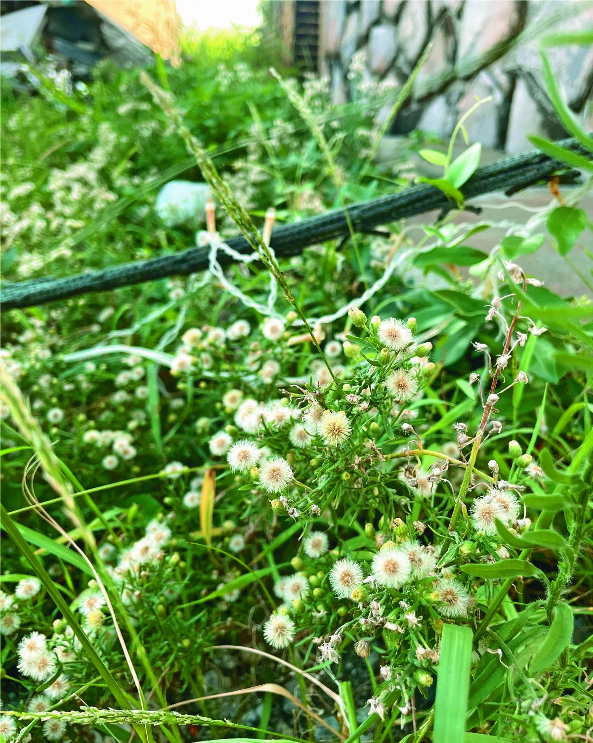 【太平洋畔】 遇見香絲草