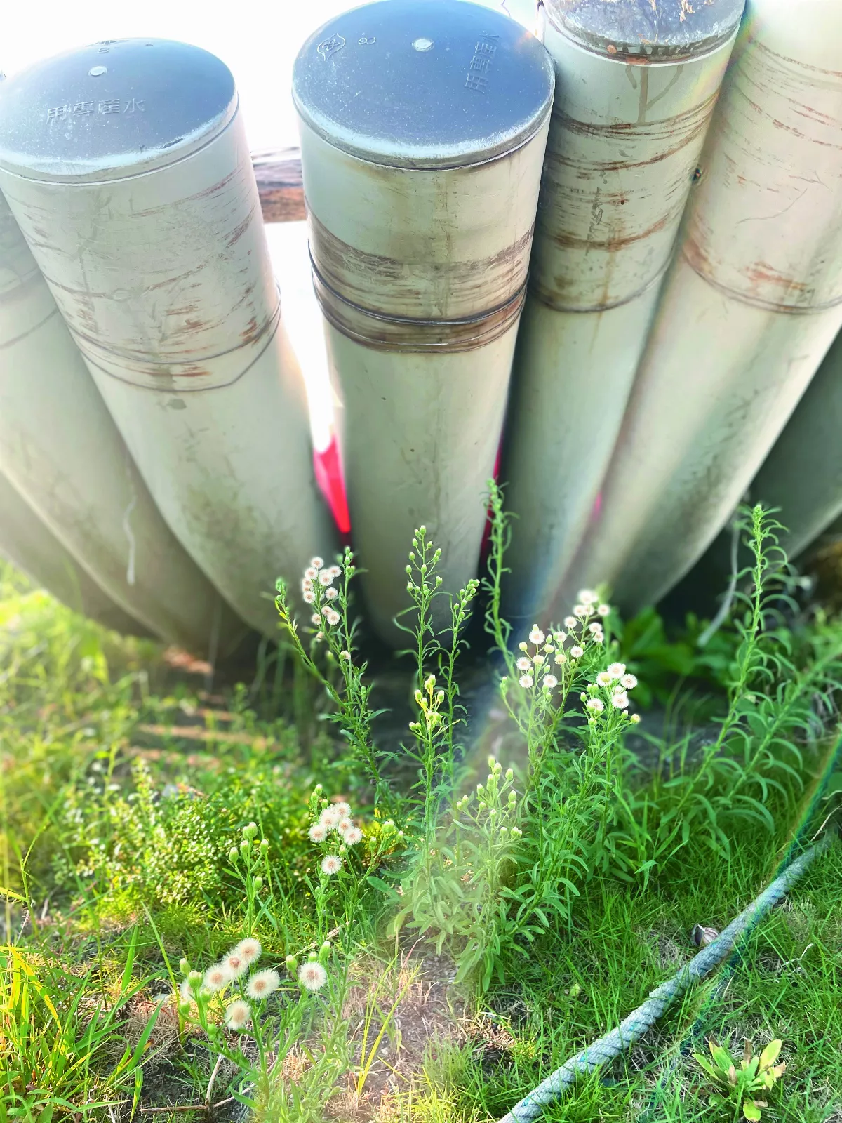 【太平洋畔】 遇見香絲草