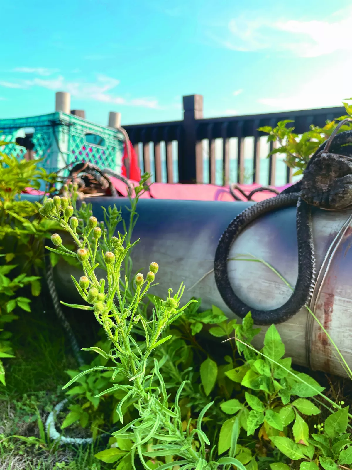 【太平洋畔】 遇見香絲草