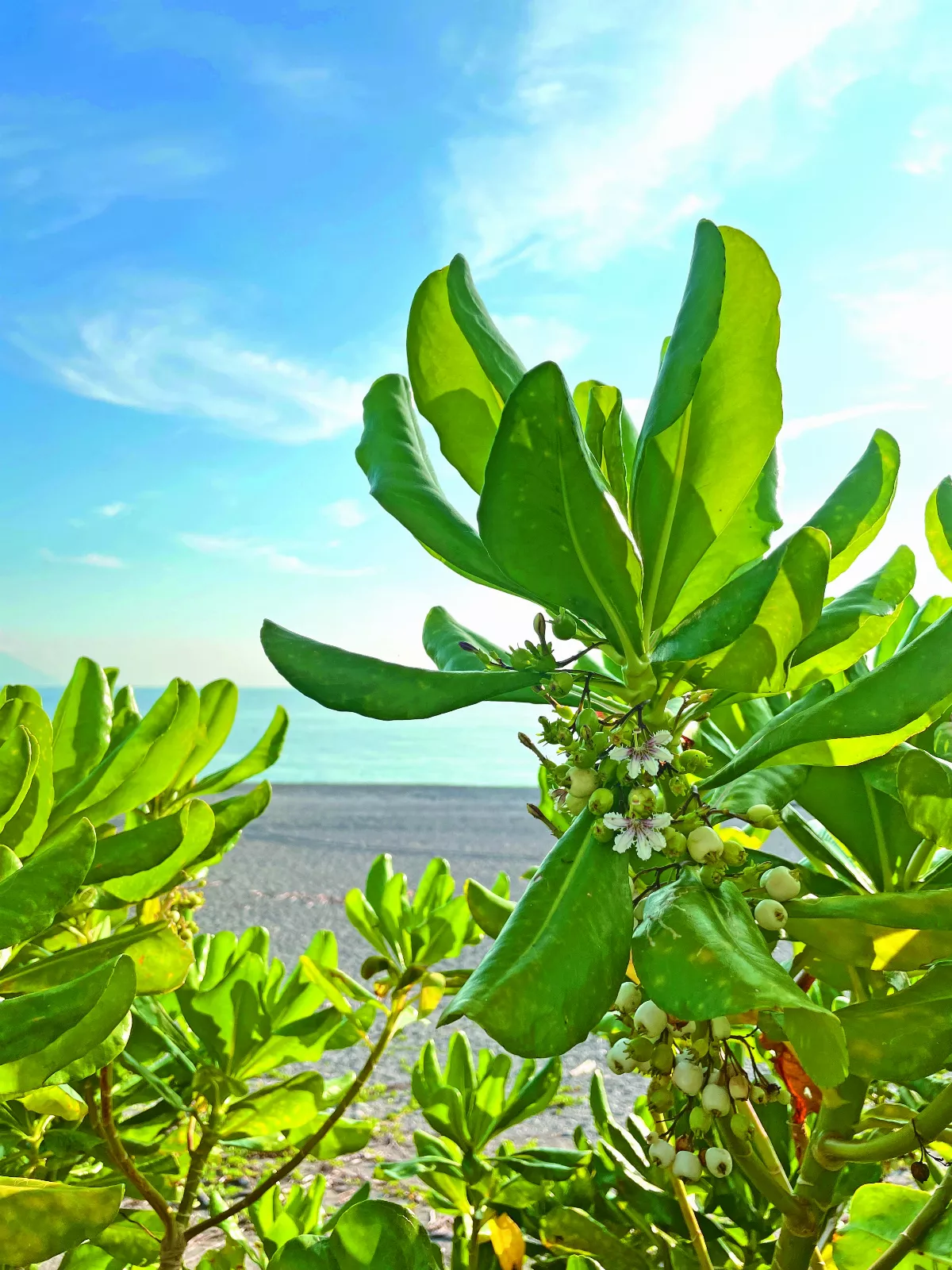 【太平洋畔】 遇見香絲草