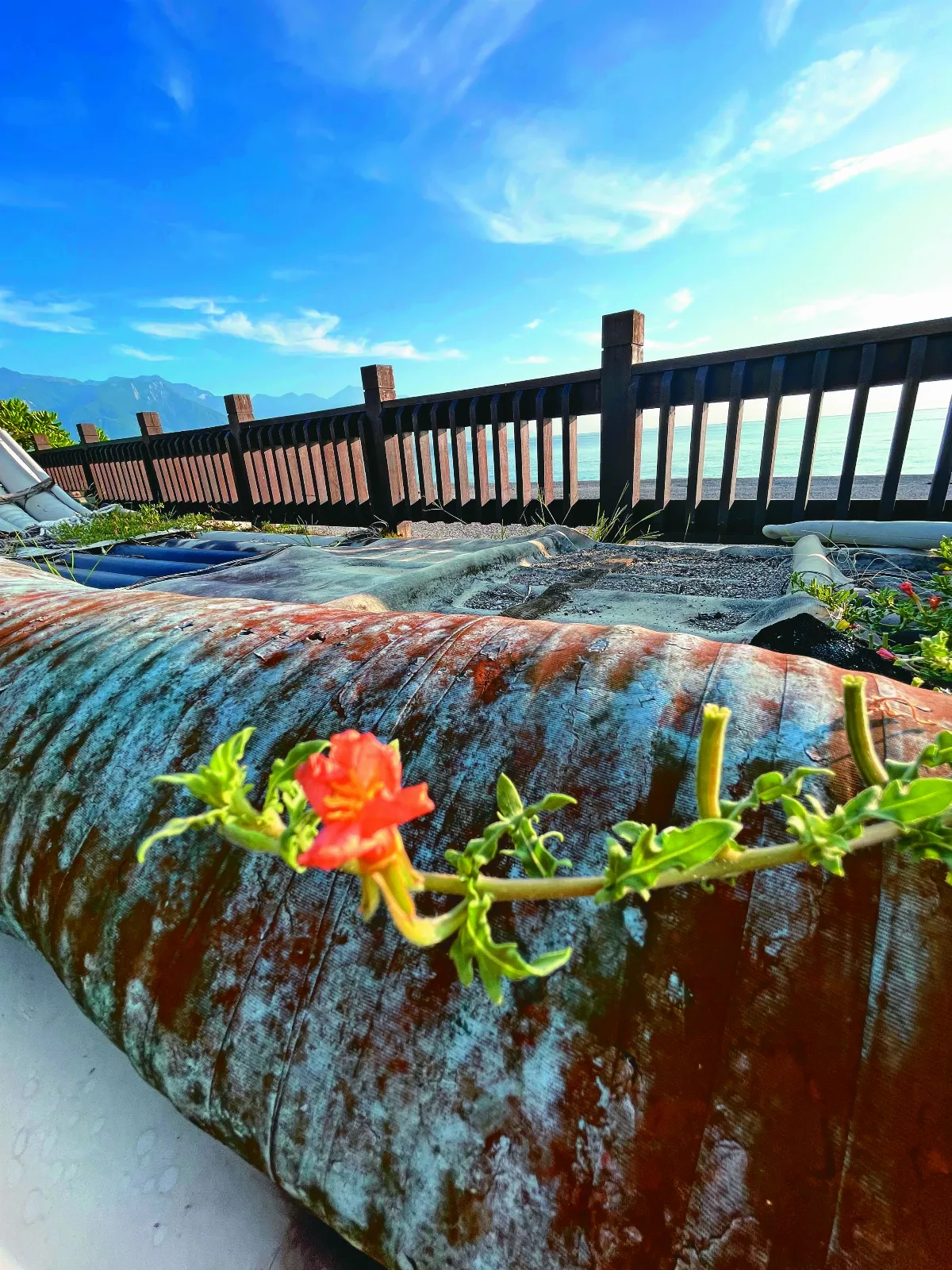 【太平洋畔】 遇見香絲草