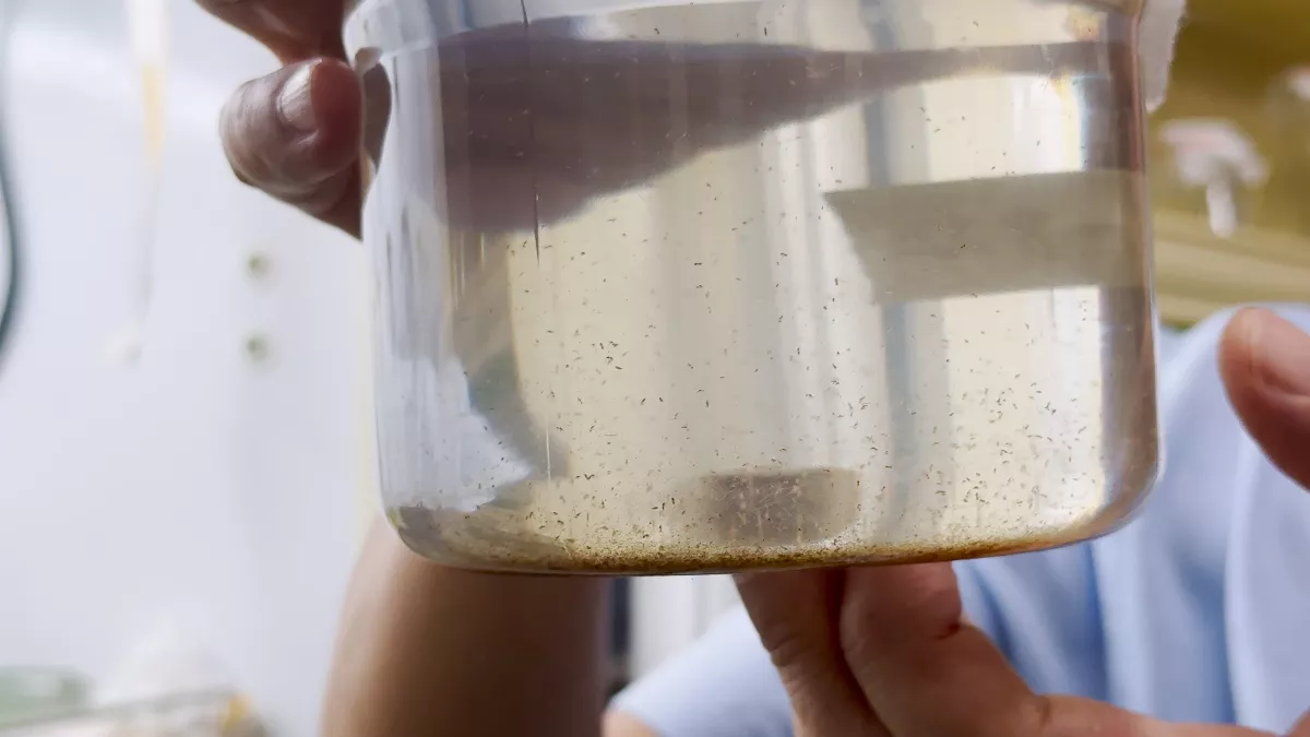 海洋是重要碳匯  浮游生物「糞粒」再助攻藍碳