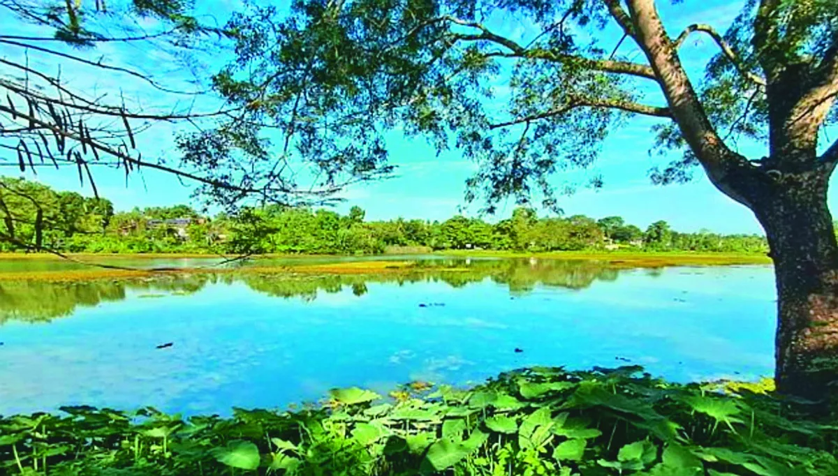 全民救援 垃圾湖變回溼地