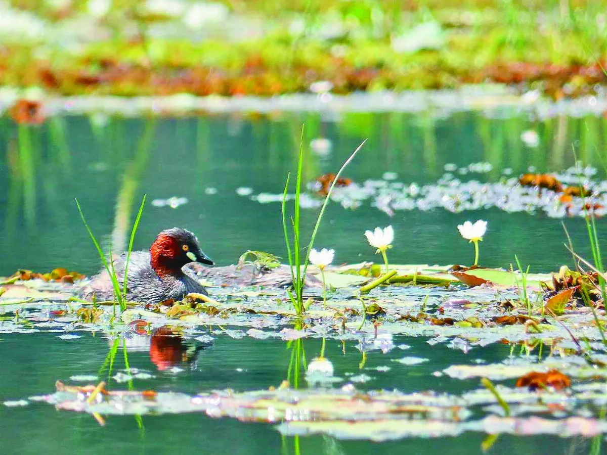 全民救援 垃圾湖變回溼地