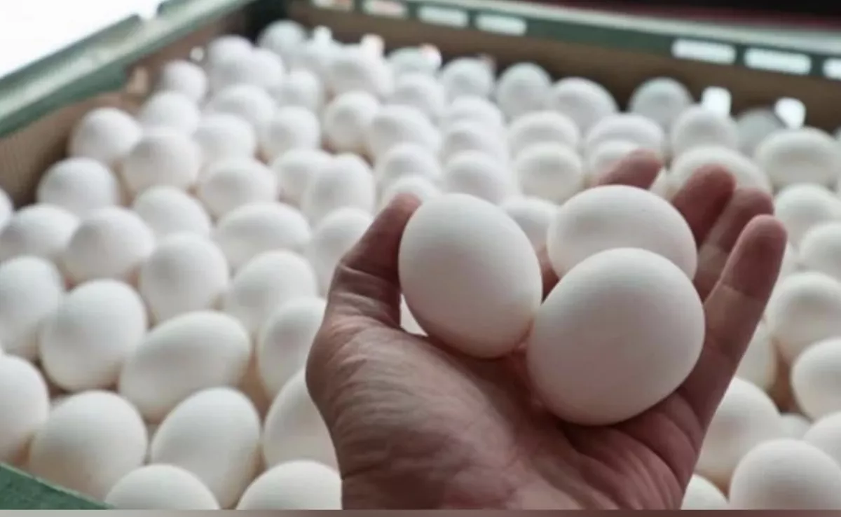 啟動超思蛋案搜索 檢察官恰與京華城弊案同人