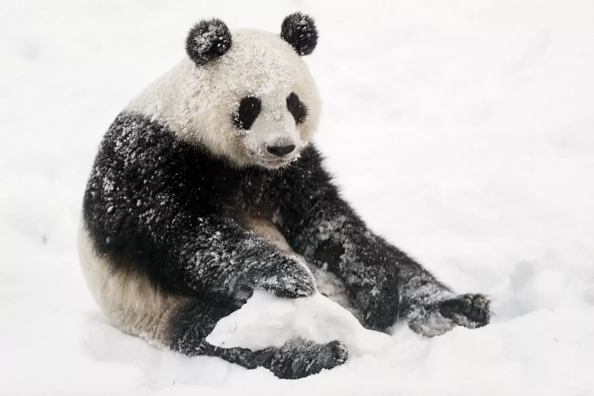 芬蘭動物園養不起 2隻大貓熊提前8年歸還大陸
