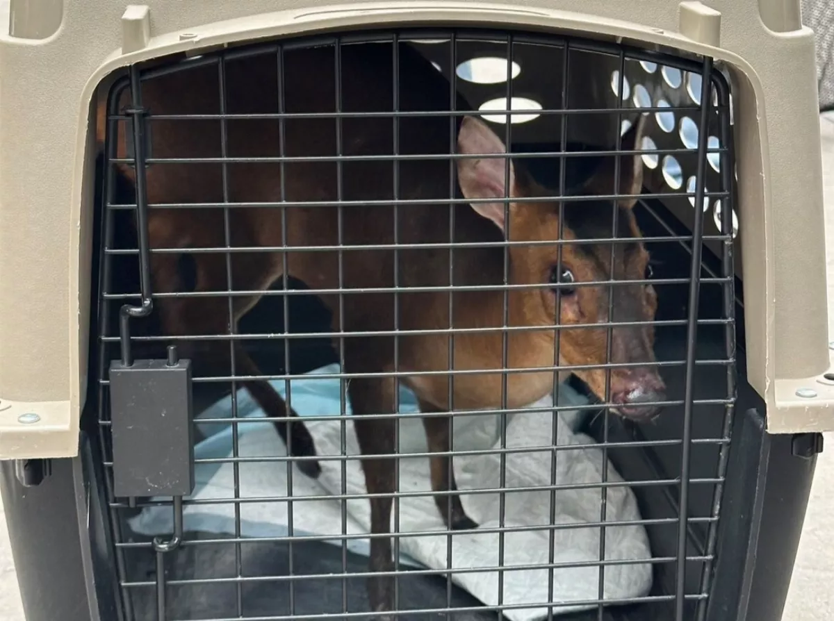 野生山羌闖民宅  屋主以為是浪浪