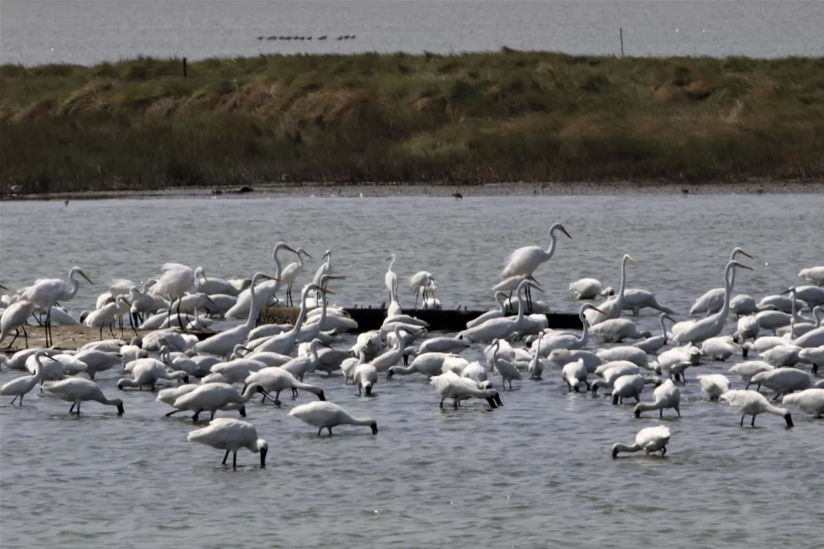 候鳥季到 黑面琵鷺現蹤嘉義縣布袋溼地