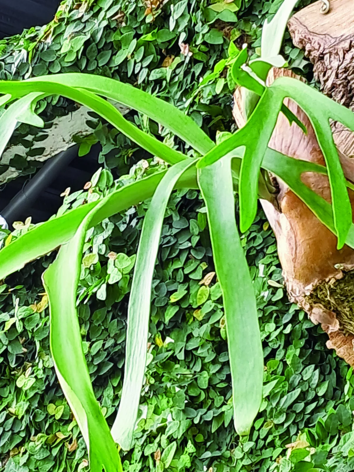 【蒔花小常識】 鹿角蕨療癒人心（上）