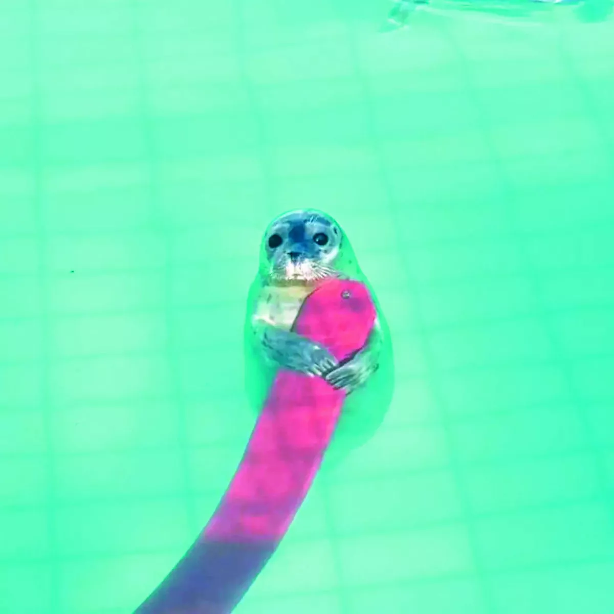海豹幼稚園 24小時療癒直播