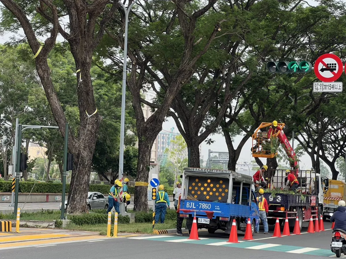 防颱護樹 高捷以纜索固定輕軌沿線雨豆樹
