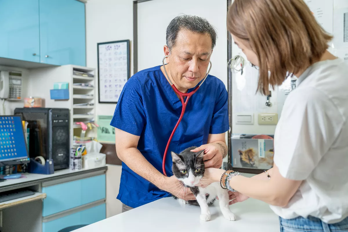 貓咪感染心絲蟲死亡率100%  獸醫籲每月定期投藥